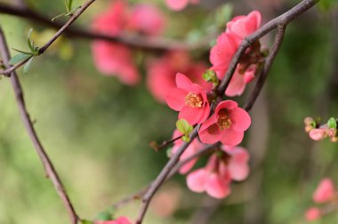 Güzel çiçekler, ağaç çiçeği, doğa.