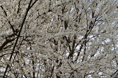 Güzel çiçekler, ağaç çiçeği, doğa.