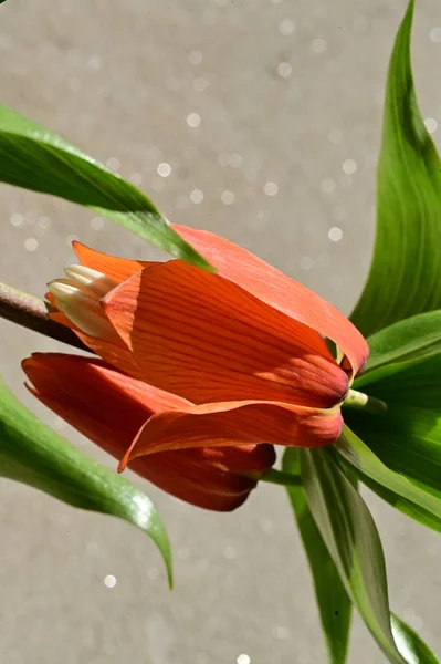 Primer Plano Hermosa Flor Naranja — Foto de Stock