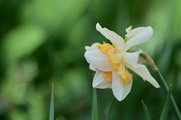 Beautiful Daffodil Flower Close — Stock Photo, Image