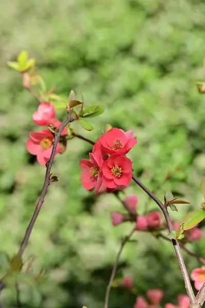 美しい花木の花自然 — ストック写真