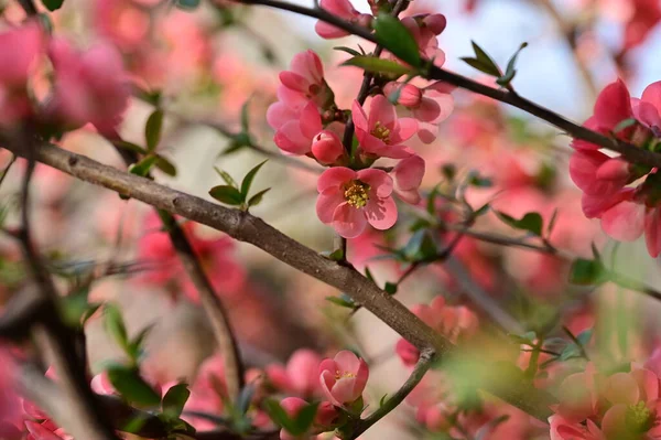 stock image beautiful  flowers, tree blossom, nature