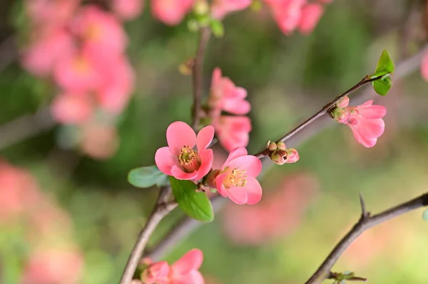 Stock image beautiful  flowers, tree blossom, nature