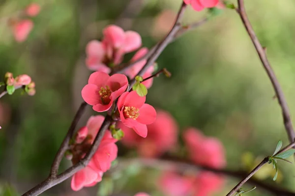 美しい花木の花自然 — ストック写真