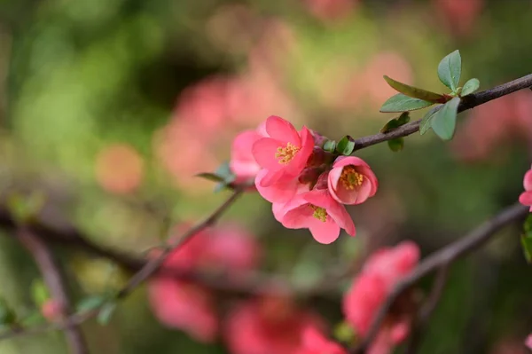 Beautiful Flowers Tree Blossom Nature — Stock Photo, Image