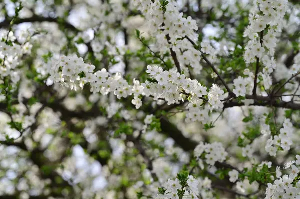 Красиві Квіти Розквіт Дерев Природа — стокове фото