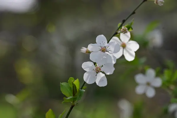 Красивые Цветы Цветок Деревьев Природа — стоковое фото