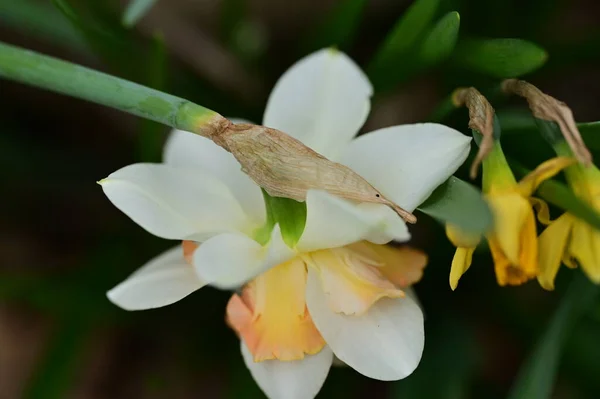 Красивые Цветы Нарцисса Саду — стоковое фото