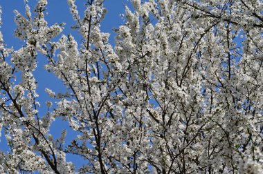 güzel beyaz bahar çiçekleri çiçek, doğa arka planı