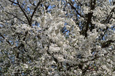 güzel beyaz bahar çiçekleri çiçek, doğa arka planı