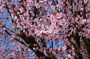 güzel pembe bahar çiçekleri çiçek, doğa arka planı