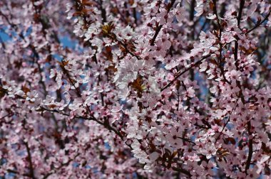güzel pembe bahar çiçekleri çiçek, doğa arka planı