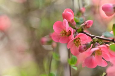 güzel pembe bahar çiçekleri çiçek, doğa arka planı