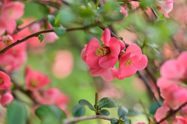 güzel pembe bahar çiçekleri çiçek, doğa arka planı