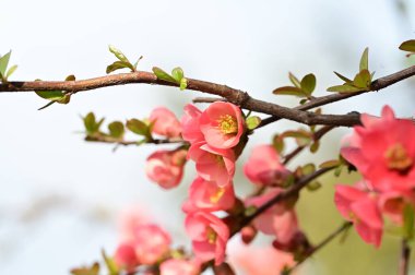 güzel pembe bahar çiçekleri çiçek, doğa arka planı