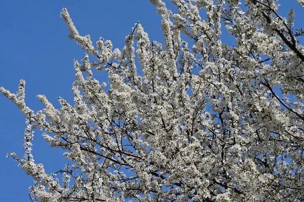 Schöne Weiße Frühlingsblumen Blühen Natur Hintergrund — Stockfoto