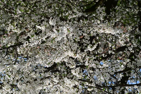 Gyönyörű Fehér Tavasz Virágok Virág Természet Háttér — Stock Fotó