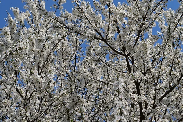 美しい白い春の花自然背景 — ストック写真