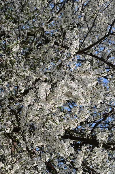 Bellissimi Fiori Bianchi Primavera Fioritura Sfondo Della Natura — Foto Stock