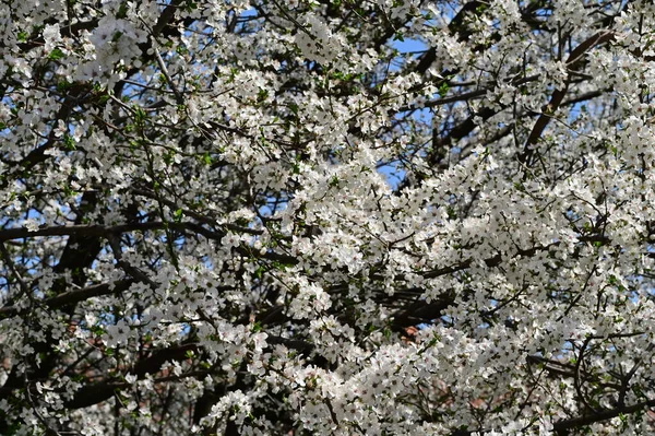Όμορφα Λευκά Ανοιξιάτικα Λουλούδια Ανθίζουν Φύση Φόντο — Φωτογραφία Αρχείου