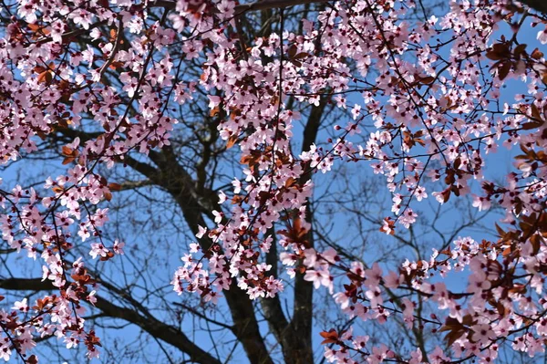Schöne Rosa Frühlingsblumen Blühen Natur Hintergrund — Stockfoto