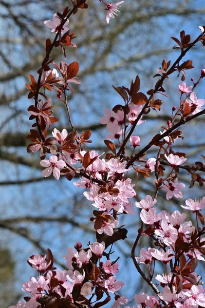 Красивые Розовые Весенние Цветы Цветут Природа Фон — стоковое фото