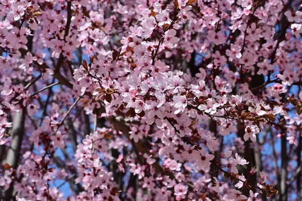 Gyönyörű Rózsaszín Tavaszi Virágok Virágzás Természet Háttér — Stock Fotó