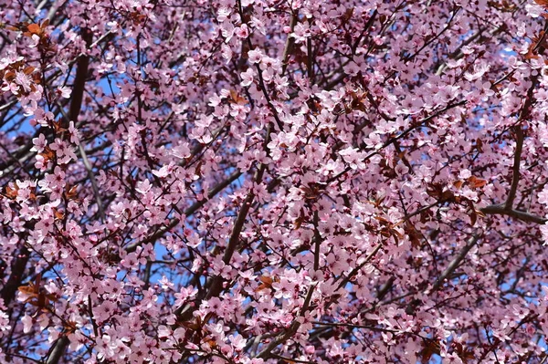 Schöne Rosa Frühlingsblumen Blühen Natur Hintergrund — Stockfoto