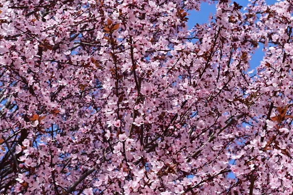 Красивые Розовые Весенние Цветы Цветут Природа Фон — стоковое фото