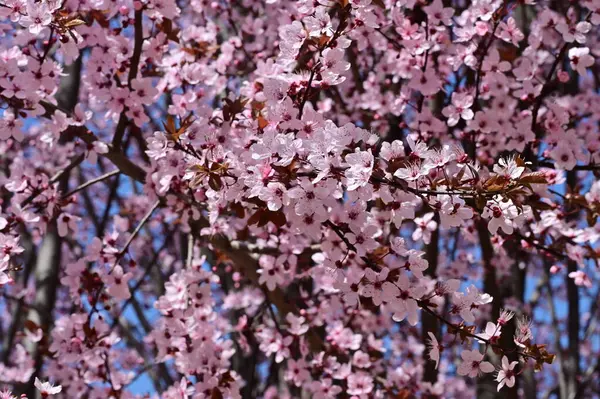 美丽的粉色春花 自然背景 — 图库照片