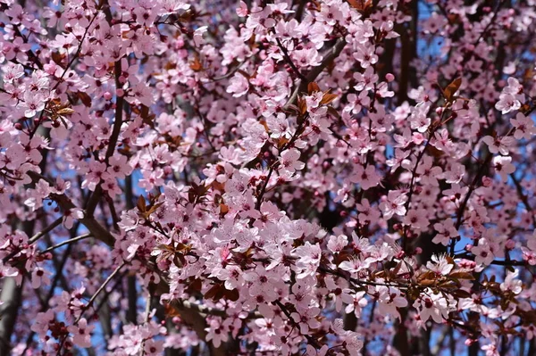 美丽的粉色春花 自然背景 — 图库照片