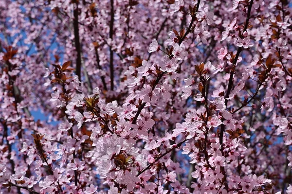 Красиві Рожеві Весняні Квіти Розквітнуть Фон Природи — стокове фото
