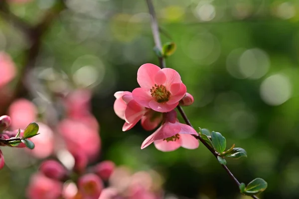 美しいピンクの春の花自然背景 — ストック写真