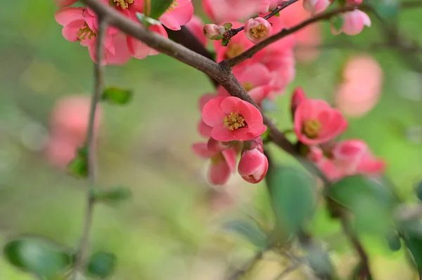 Flores Primavera Rosa Hermosa Flor Fondo Naturaleza — Foto de Stock