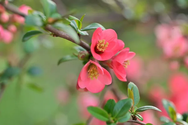 beautiful pink spring flowers blossom, nature background