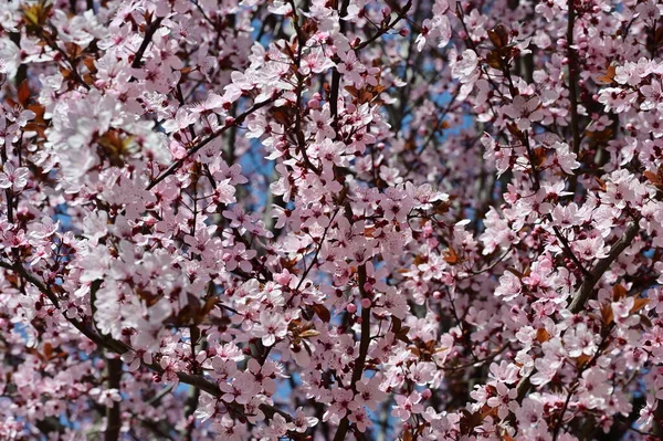Belas Flores Primavera Rosa Flor Fundo Natureza — Fotografia de Stock