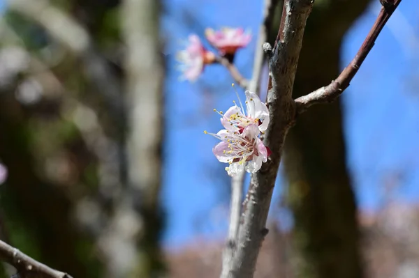 Beautiful White Spring Flowers Blossom Nature Background — Stock Photo, Image