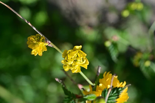 Žluté Květy Zahradě Zblízka Pohled — Stock fotografie