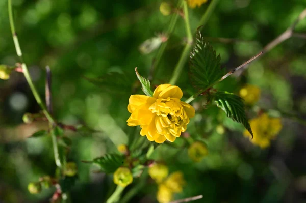 Flores Amarillas Jardín Vista Cerca — Foto de Stock