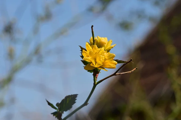 庭の黄色い花を間近で見ることができ — ストック写真
