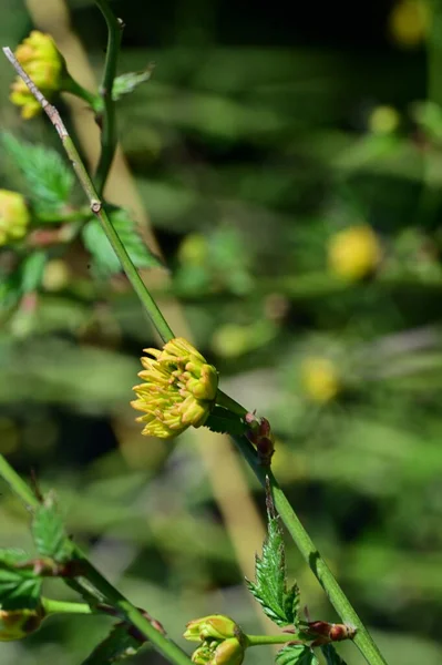Flores Amarelas Jardim Vista Perto — Fotografia de Stock