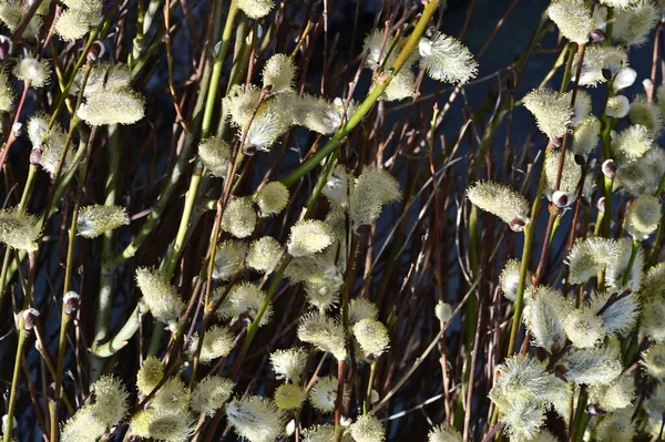 Spring Flowers Willow Blossom Close View — Stock Photo, Image