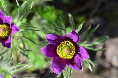 Bahçede büyüyen güzel mor çiçekler, yakın görüş.
