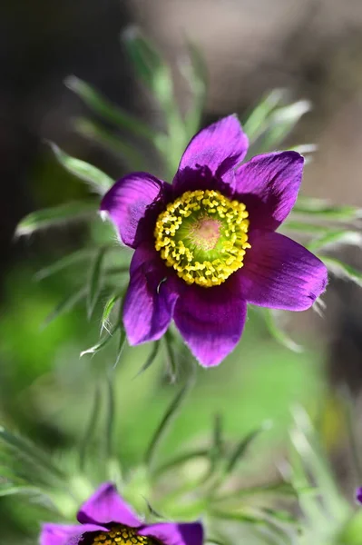 庭で育つ美しい紫色の花を間近で見ることができ — ストック写真