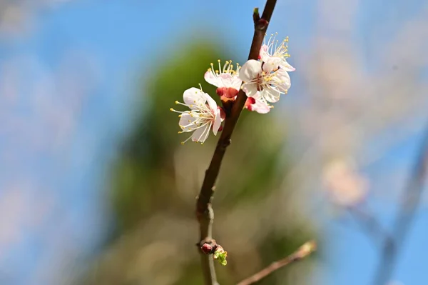 Vacker Vit Våren Blommor Blomma Natur Bakgrund — Stockfoto
