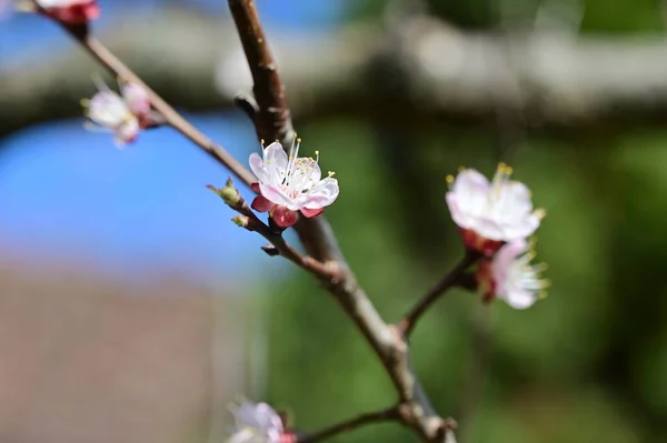 Belas Flores Brancas Primavera Flor Fundo Natureza — Fotografia de Stock
