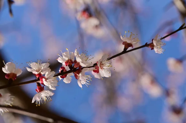 美丽的春花 自然背景 — 图库照片