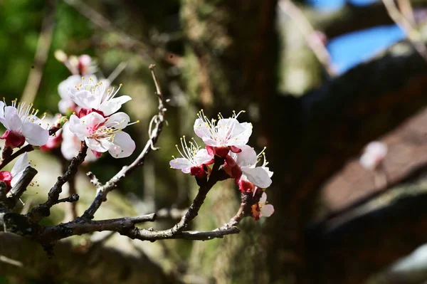 Vacker Vit Våren Blommor Blomma Natur Bakgrund — Stockfoto