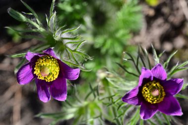 Bahçede büyüyen güzel mor çiçekler, yakın görüş.