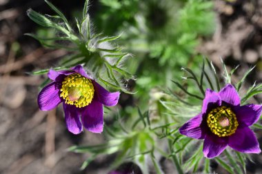 Bahçede büyüyen güzel mor çiçekler, yakın görüş.